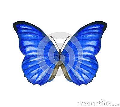 Hand drawn watercolor male butterfly Morpho Anaxibia isolated on white Stock Photo