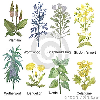 Hand-drawn watercolor medicinal forest herbs. Plantain, wormwood, shepherd`s bag, St. John`s wort, motherwort. Vector Illustration