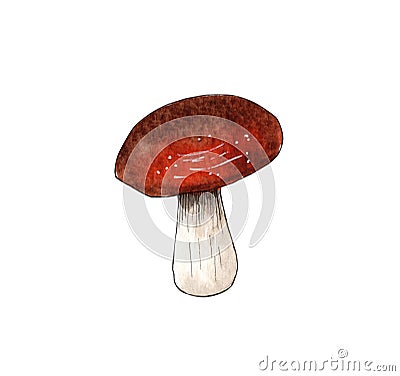 Hand drawn watercolor mushroom illustration, forest element. Cartoon Illustration