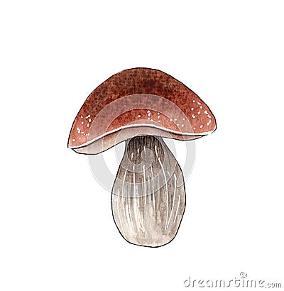 Hand drawn watercolor mushroom illustration, forest element. Cartoon Illustration