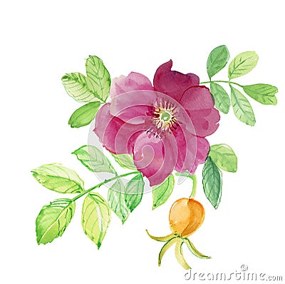 Hand drawn watercolor painting rose hips Stock Photo