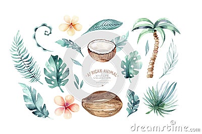 Hand drawn watercolor painting on white background. Tropical palm leaves with Coconuts isolated. Nature Fruit Cartoon Illustration