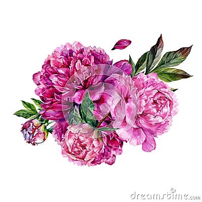 Hand drawn watercolor peonies Vector Illustration