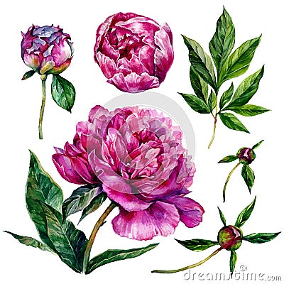 Hand drawn watercolor peonies Vector Illustration