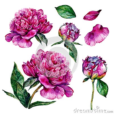 Hand drawn watercolor peonies Vector Illustration