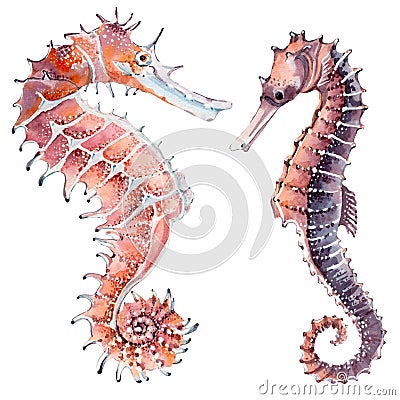 Hand drawn watercolor seahorse. Stock Photo