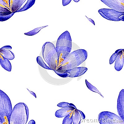 Hand drawn watercolor seamless floral pattern with purple violet lilac crocus saffron flowers 3003 Stock Photo