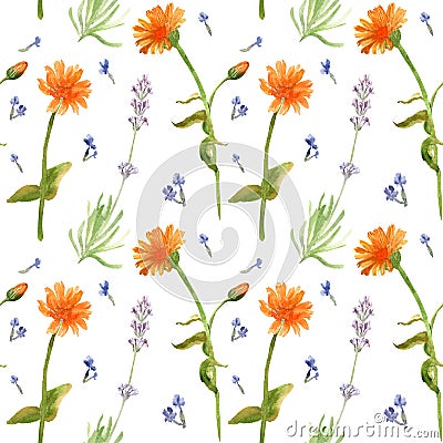 Hand drawn watercolor seamless pattern of calenula officinalis and lavender flowers. Stock Photo