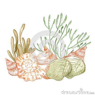 Hand drawn watercolor seashells and seaweed composition. Isolated on white background. Scrapbook, post card, banner, lable Stock Photo
