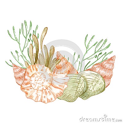 Hand drawn watercolor seashells and seaweed composition. Isolated on white background. Scrapbook, post card, banner, lable Stock Photo