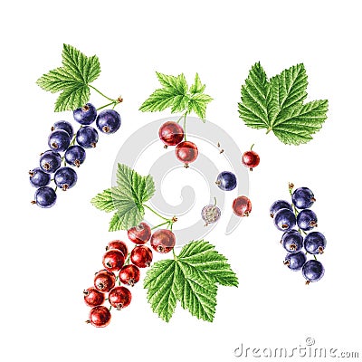 Hand-drawn watercolor set of berries. Redcurrant and Blackcurrant Stock Photo