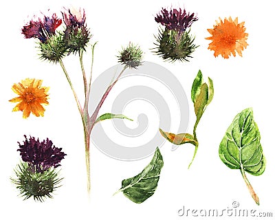 Hand drawn watercolor set of elements: thistle and calendula flowers and leaves. Botanical vintage watercolor set for Stock Photo