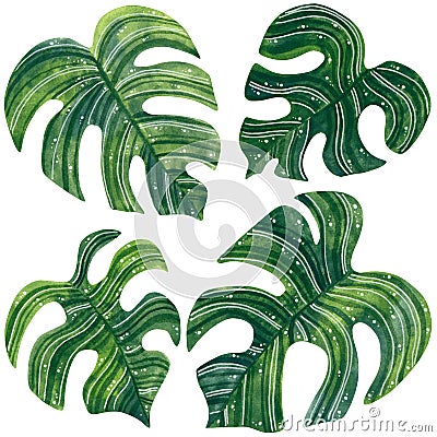 Hand drawn watercolor set of green monstera leaves Stock Photo