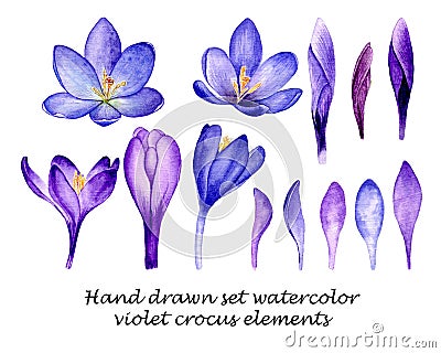 Hand drawn watercolor set with violet purple crocus saffron flowers and petals elements 3024 Stock Photo
