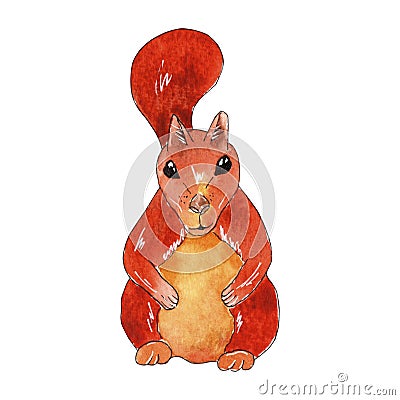 Hand drawn watercolor squirrel illustration Cartoon Illustration