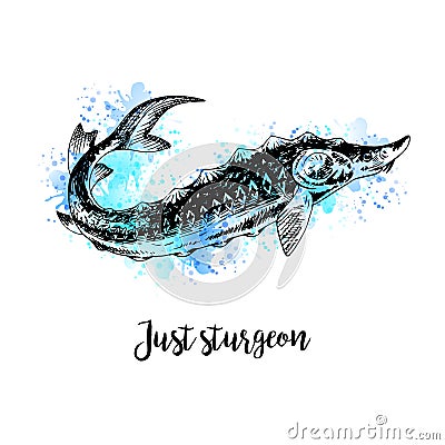 Hand drawn watercolor sturgeon. Vector Illustration