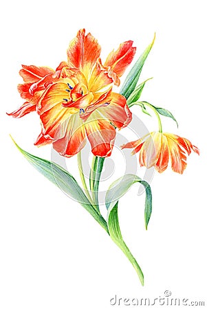 Hand drawn watercolor Sunny Tulips flowers. Romantic background for web pages, wedding invitations, wallpaper Stock Photo