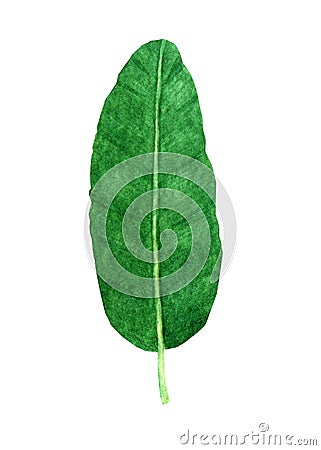 Hand drawn watercolor tropical banana leaf Stock Photo