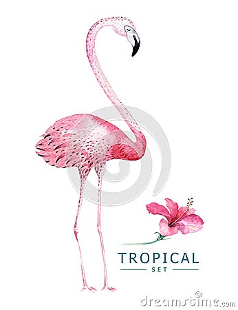 Hand drawn watercolor tropical birds set of flamingo. Exotic bird illustrations, jungle tree, brazil trendy art. Perfect Cartoon Illustration