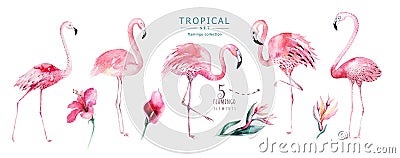 Hand drawn watercolor tropical birds set of flamingo. Exotic rose bird illustrations, jungle tree, brazil trendy art Cartoon Illustration