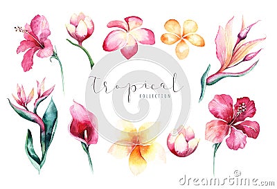Hand drawn watercolor tropical flower set . Exotic palm leaves, jungle tree, brazil tropic botany elements and flowers Stock Photo