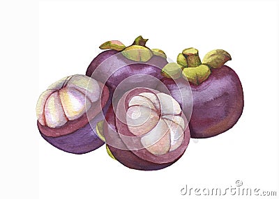 Hand drawn watercolor tropical fruits illustration, mangosteen fruit, exotic fruit, isolated on the white background Cartoon Illustration