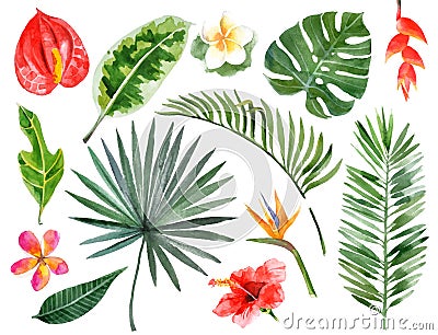 Hand drawn watercolor tropical plants Vector Illustration