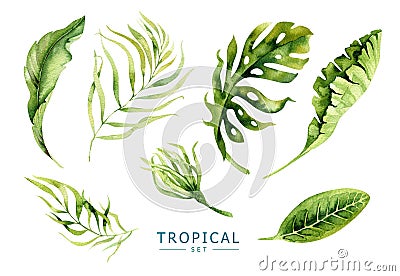 Hand drawn watercolor tropical plants set. Exotic palm leaves, j Stock Photo