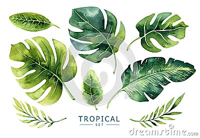 Hand drawn watercolor tropical plants set. Exotic palm leaves, j Stock Photo