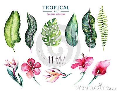 Hand drawn watercolor tropical plants set . Exotic palm leaves, jungle tree, brazil tropic botany elements and flowers Stock Photo