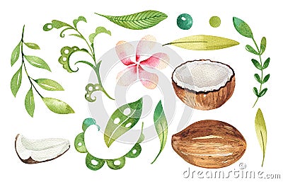 Hand drawn watercolor tropical plants set . Exotic palm leaves, jungle tree, brazil tropic botany elements and flowers Stock Photo