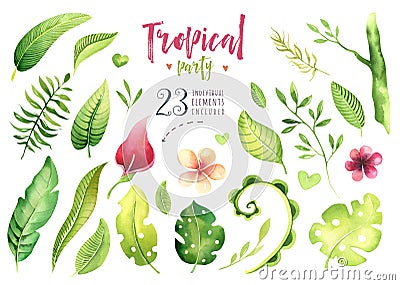 Hand drawn watercolor tropical plants set . Exotic palm leaves, jungle tree, brazil tropic botany elements and flowers Stock Photo