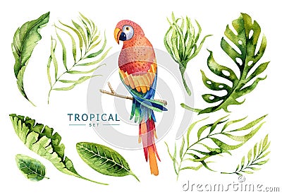 Hand drawn watercolor tropical plants set and parrot. Exotic pa Stock Photo