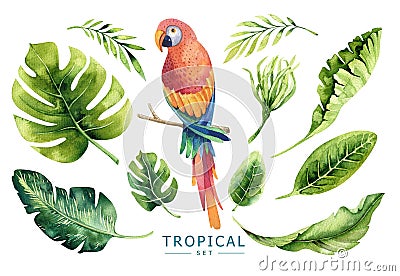 Hand drawn watercolor tropical plants set and parrot. Exotic pa Stock Photo