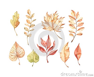 Hand drawn watercolor vector illustrations. Set of fall leaves, acorns, berries, spruce branch. Forest design elements. Hello Vector Illustration