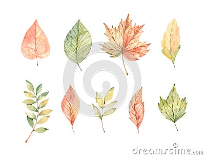 Hand drawn watercolor vector illustrations. Set of fall leaves, acorns, berries, spruce branch. Forest design elements. Hello Vector Illustration