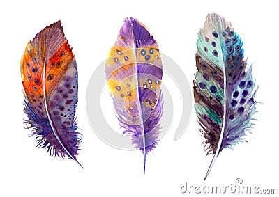 Hand drawn watercolour bird feathers vibrant boho style bright illustration Vector Illustration