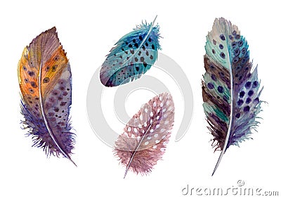Hand drawn watercolour bird feathers vibrant boho style bright illustration Vector Illustration