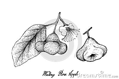 Hand Drawn of Watery Rose Apple on White Background Vector Illustration