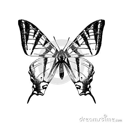 Hand drawn western tiger swallowtail butterfly Vector Illustration