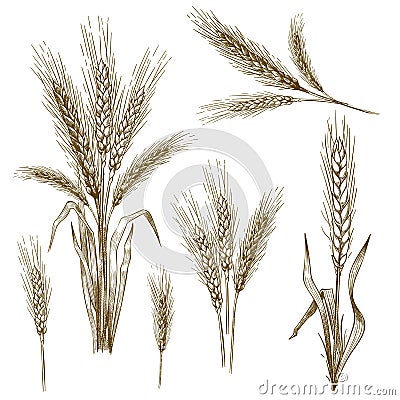 Hand drawn wheat ear. Sketch grain, wheat spikes and bakery grains vector illustration set Vector Illustration