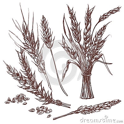 Hand drawn Wheat ears. decorative icons set. Vector Illustration