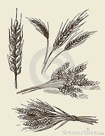 Hand drawn wheat ears sketch Vector Illustration
