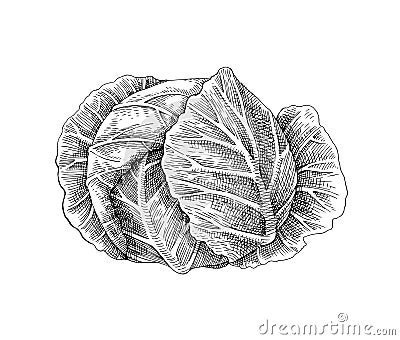 Hand drawn white cabbage Vector Illustration