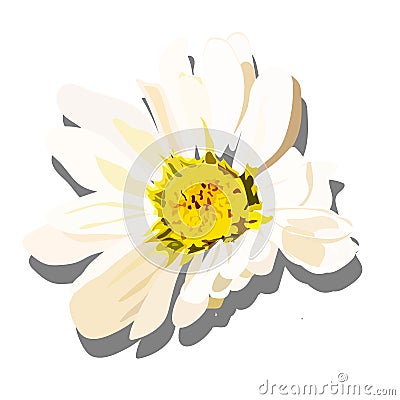 Hand drawn white chamomile Isoltaed on white background Vector Illustration