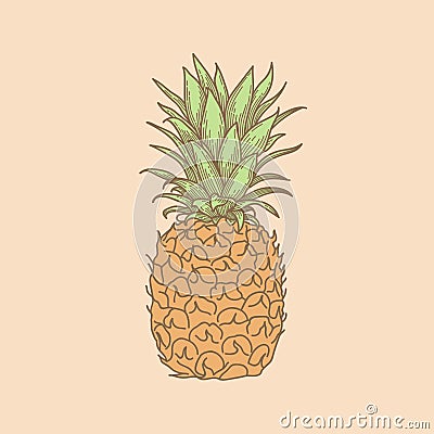 Hand drawn pineapple illustration Cartoon Illustration