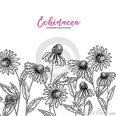 Hand drawn wild flowers. Echinacea purpurea flower. Medical herb. Vintage engraved art. Border composition. Good for Vector Illustration