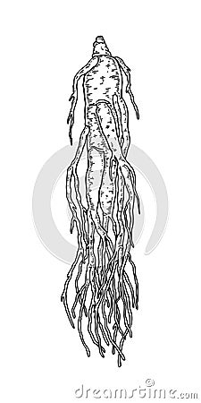 Hand drawn wild ginseng root isolated on white background. Botanical vector illustration in sketch style for packaging, logo, Vector Illustration