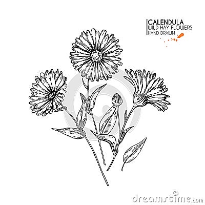 Hand drawn wild hay flowers. Calendula flower. Medical herb. Vintage engraved art. Botanical illustration. Good for Vector Illustration