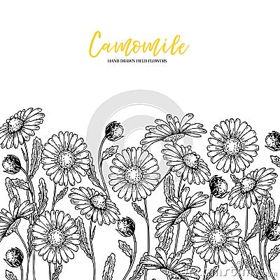 Hand drawn wild hay flowers. Chamomile daisy flower. Medical herb. Vintage engraved art. Border composition. Good for Vector Illustration